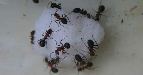 Signs of Ant Problems